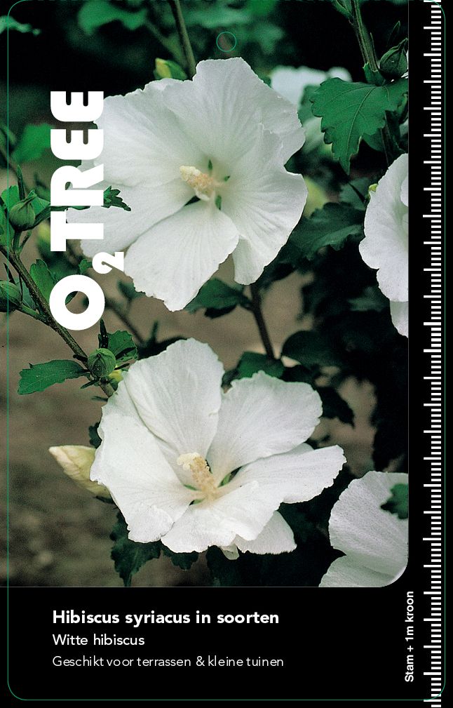 hibiscus-syriacus-in-soorten-wit