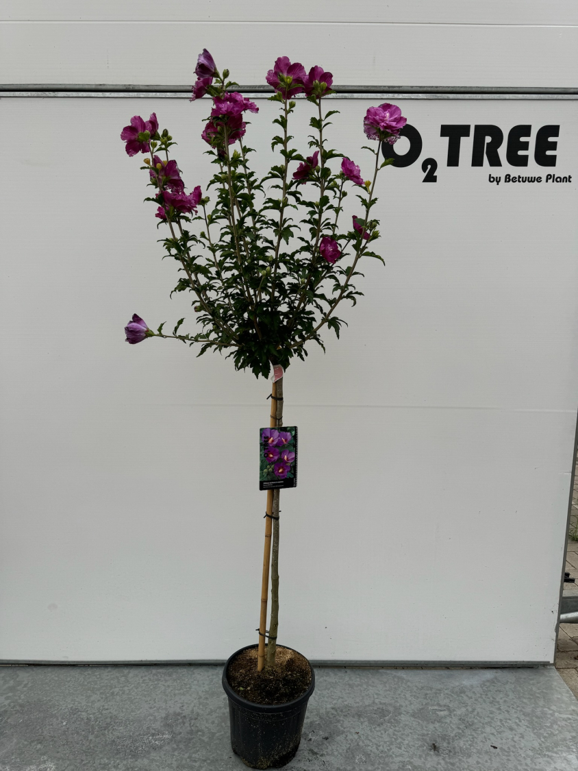 hibiscus-syriacus-paars-c10-90cm-met-bloem