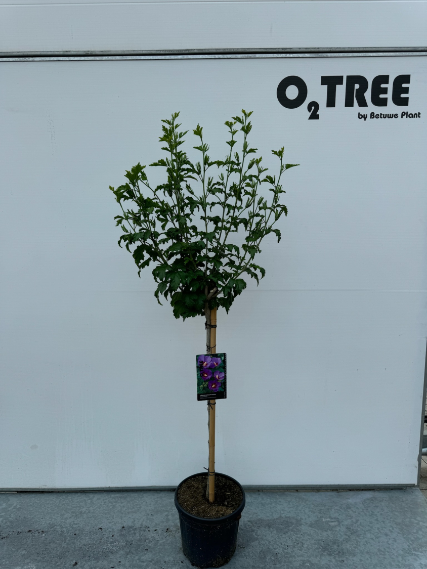 hibiscus-syriacus-paars-c10-90cm