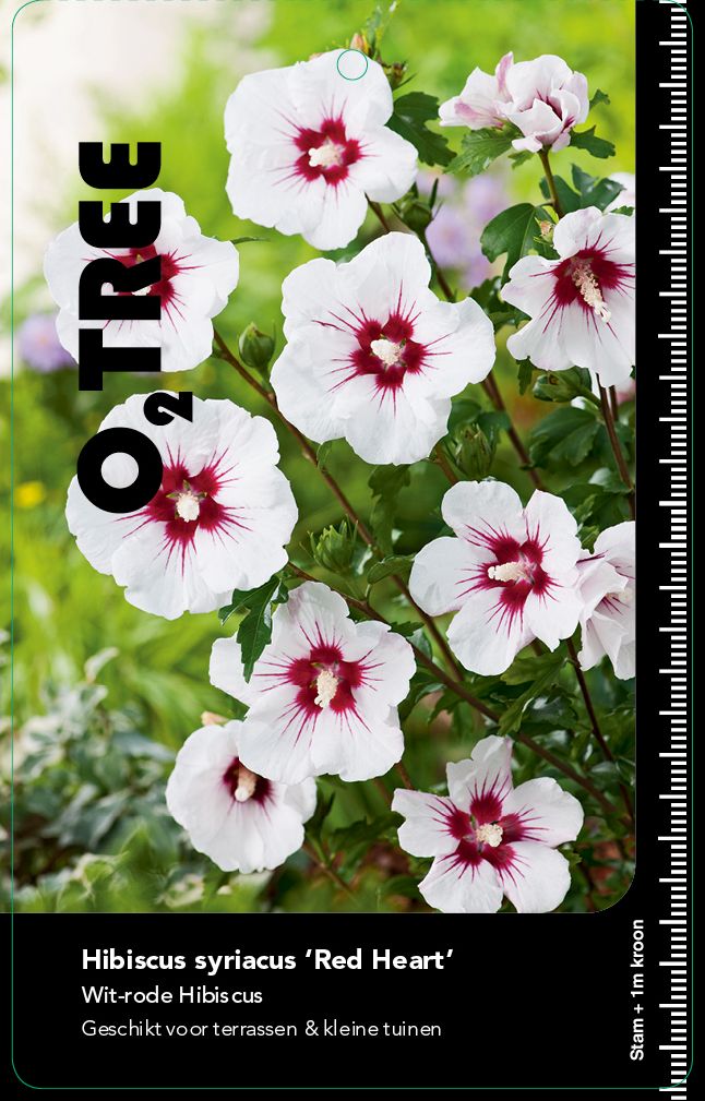 hibiscus-syriacus-red-heart