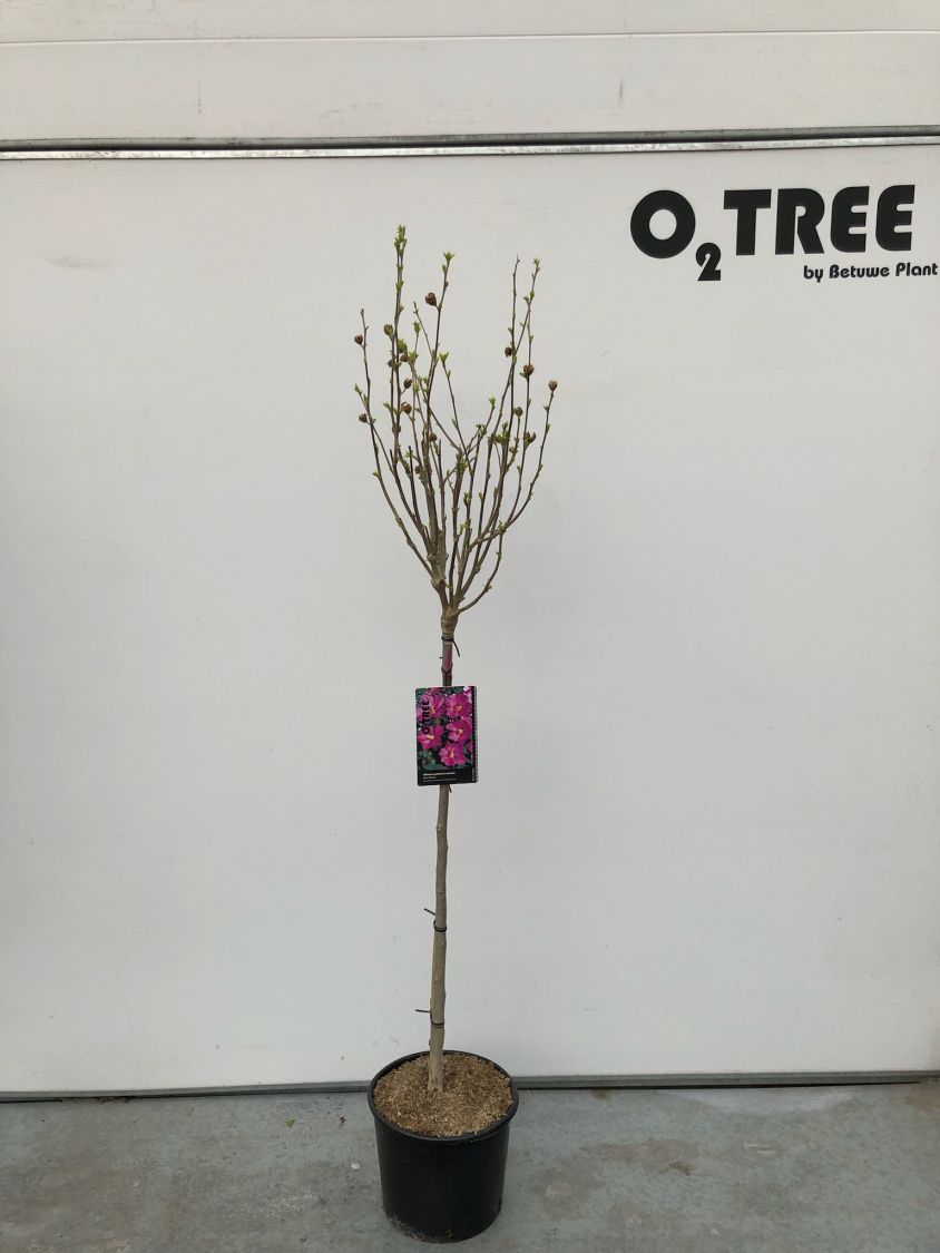 hibiscus-syriacus-roze-c10-90cm--2-