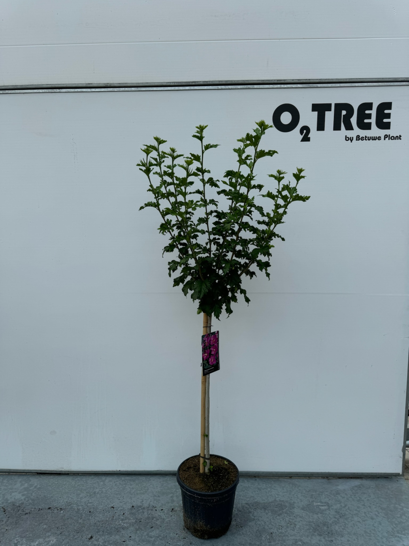 hibiscus-syriacus-roze-c10-90cm