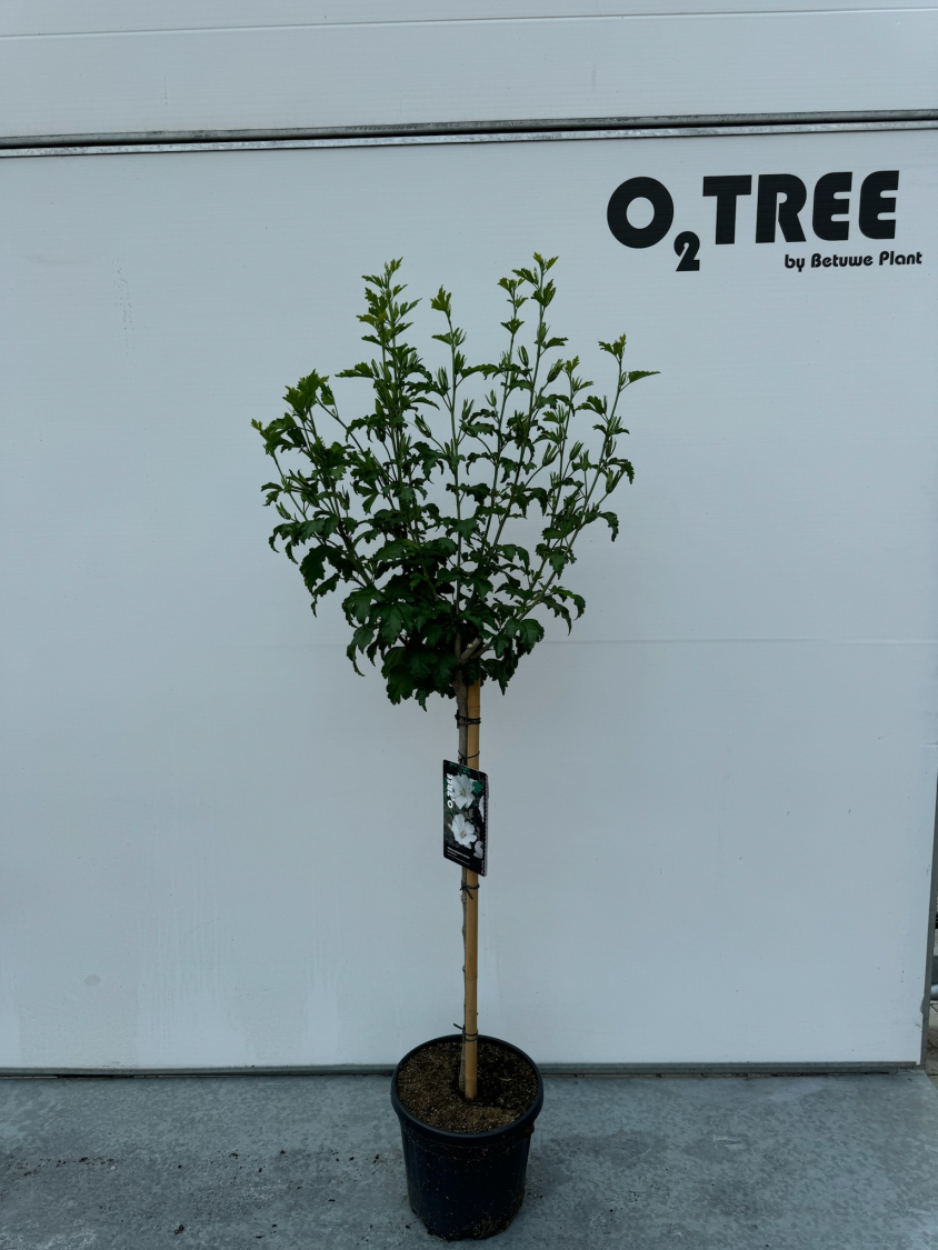 hibiscus-syriacus-wit-c10-90cm