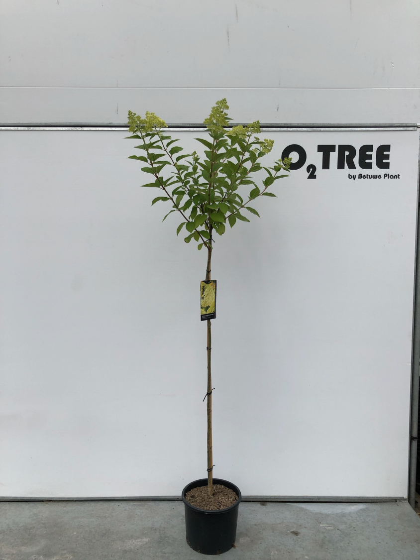 hydrangea-paniculata--limelight---pbr--c10-120cm--2-