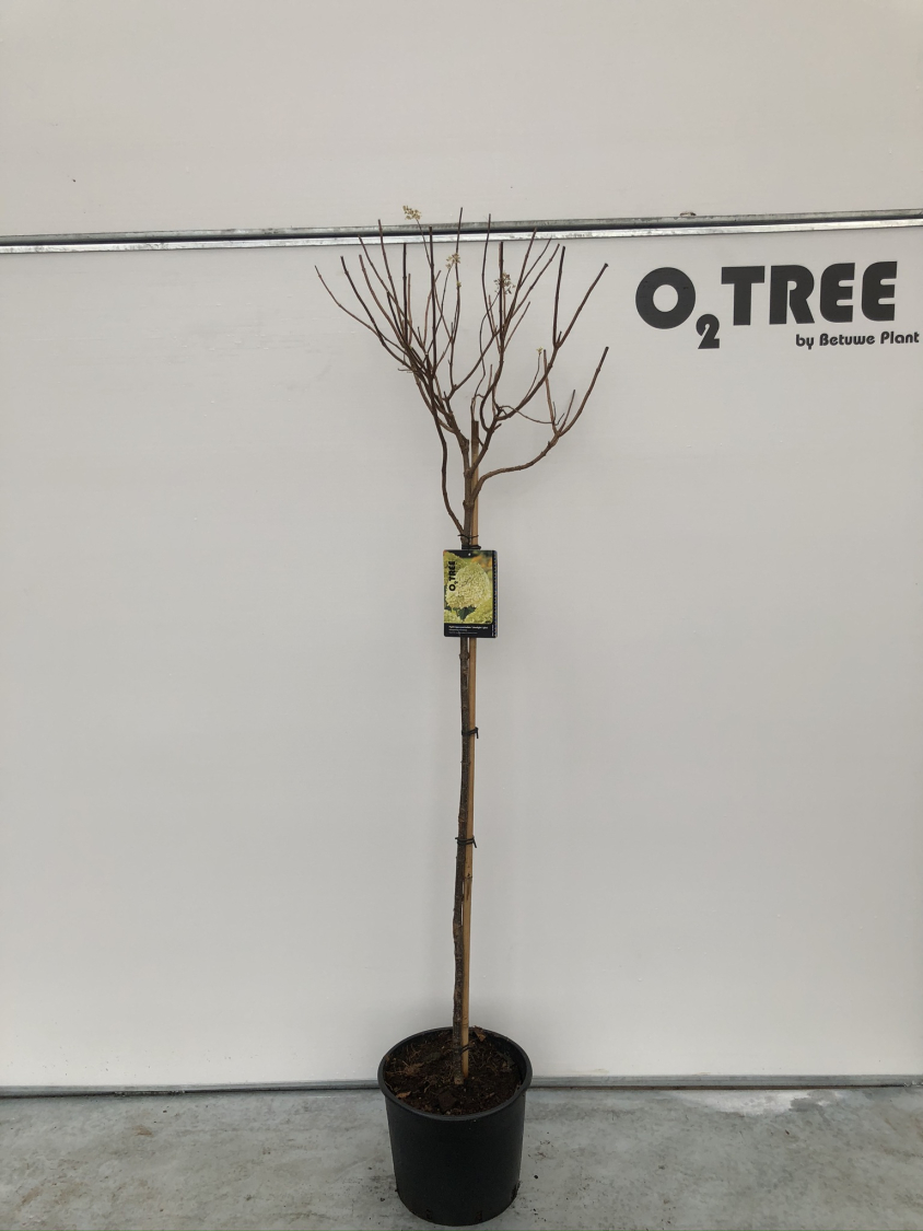 hydrangea-paniculata--limelight---pbr--c15-120cm-winter