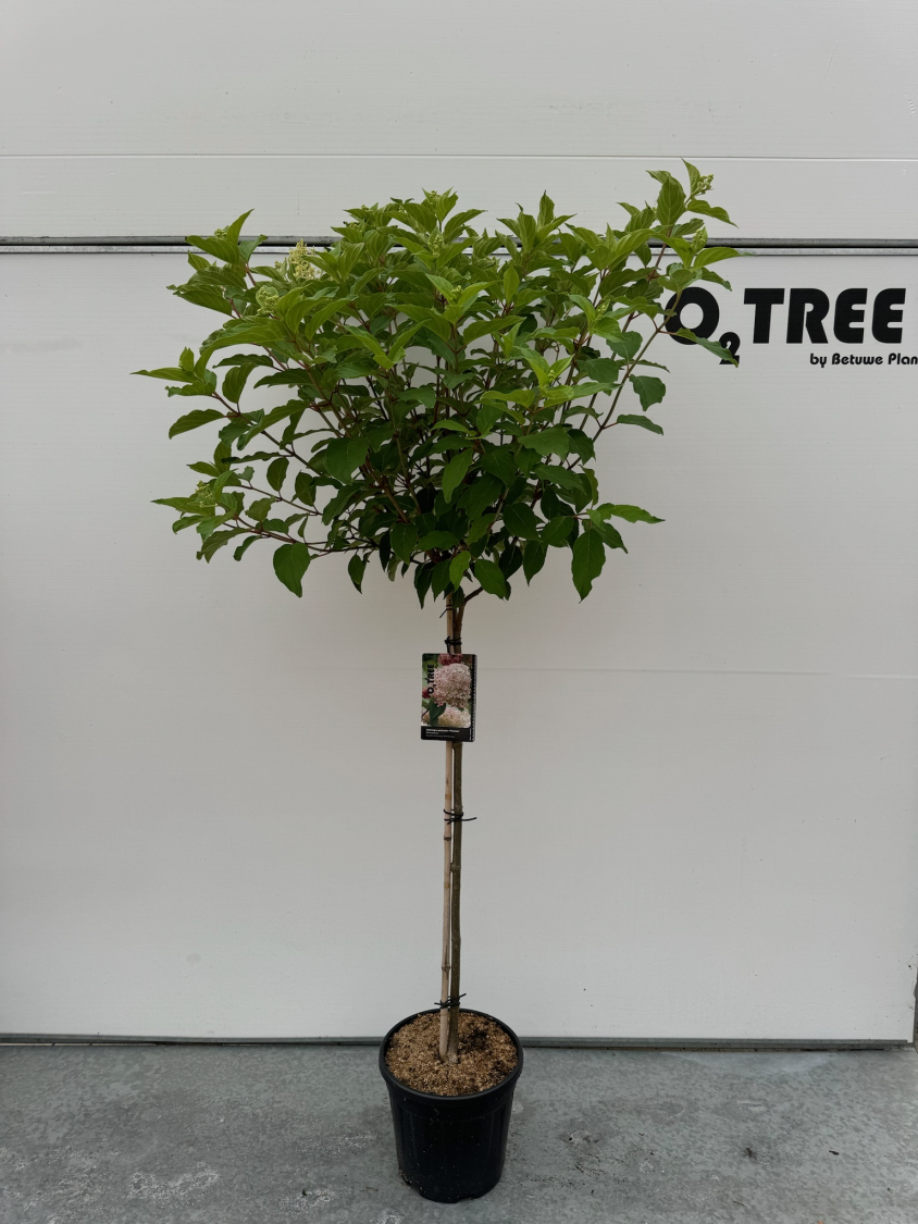 hydrangea-paniculata--phantom--c12-90cm