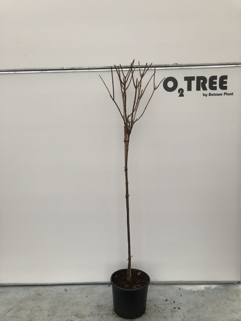 hydrangea-paniculata--phantom--c15-120cm