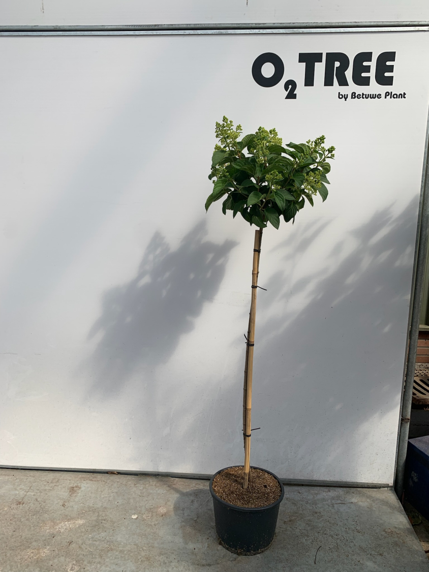 hydrangea-paniculata--silver-dollar--c10-90cm