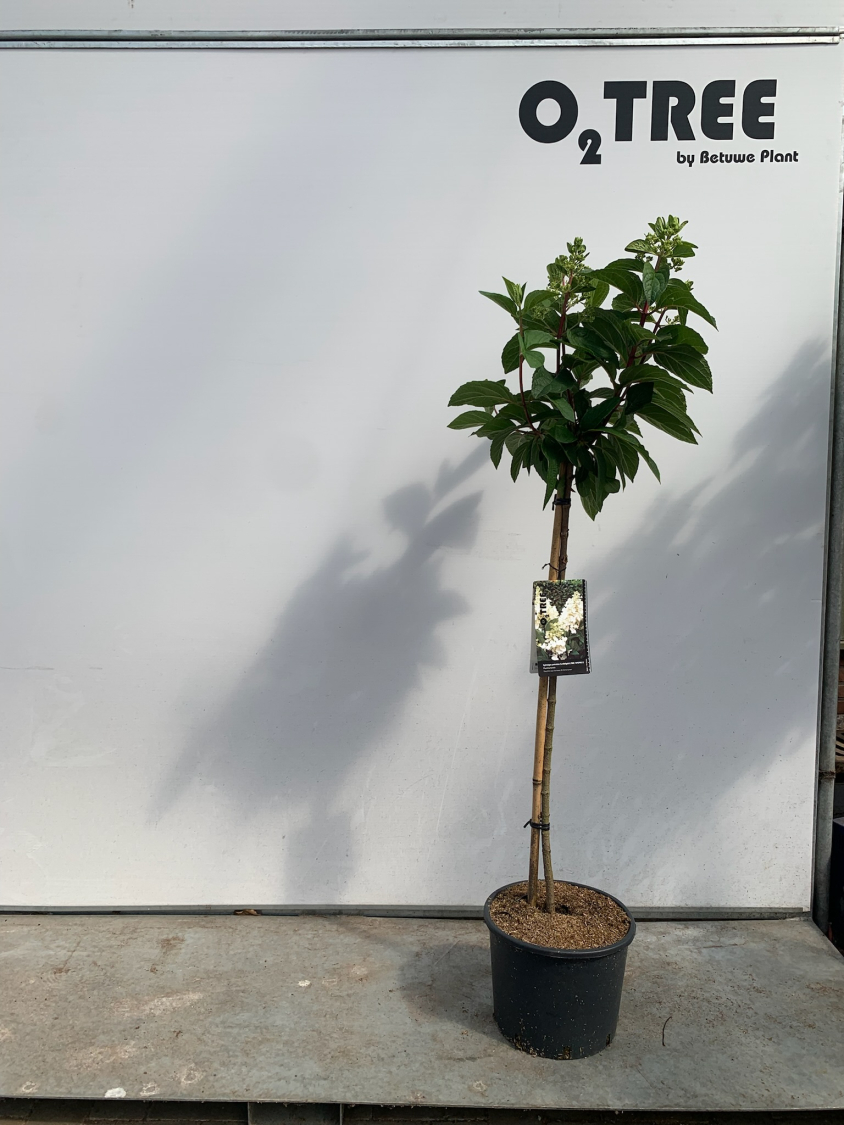 hydrangea-paniculata-candlelight--pbr---hpopr013--c10-90cm
