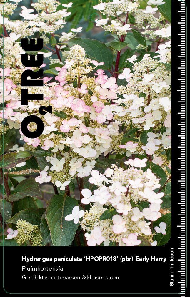 hydrangea-paniculata-early-harry