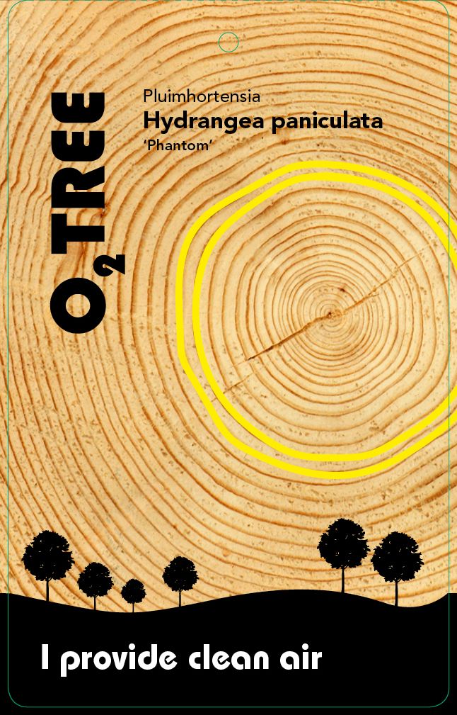 hydrangea-paniculata-phantom-thema