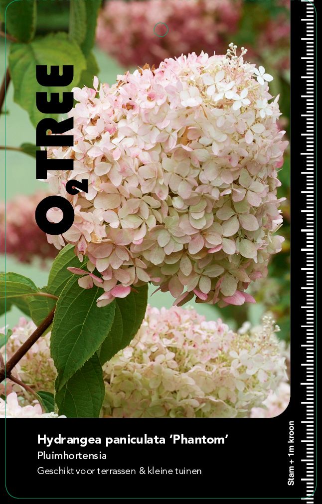hydrangea-paniculata-phantom