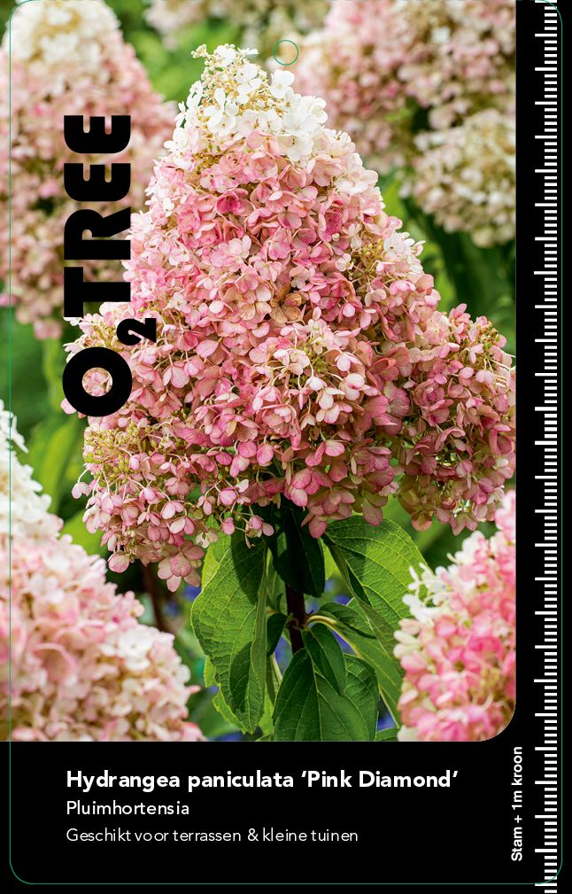 hydrangea-paniculata-pink-diamond