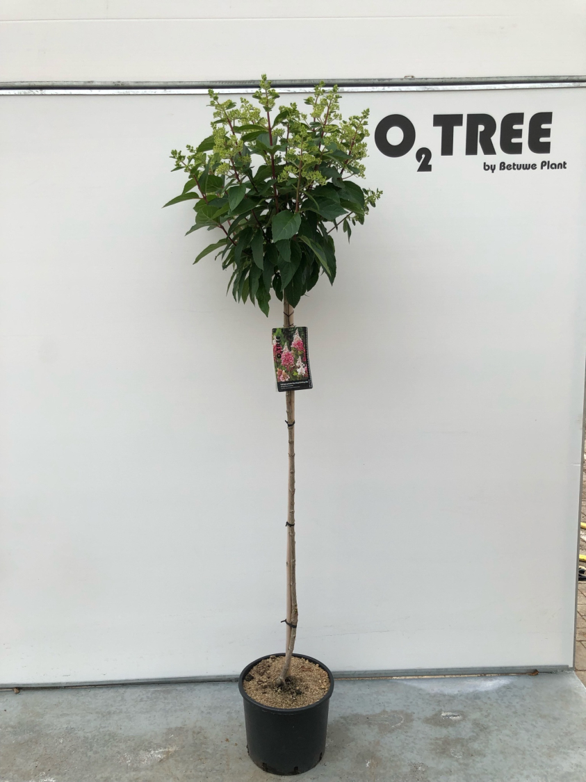 hydrangea-paniculata-pinky-winky-dvp-pinky-pbr--c10-120cm