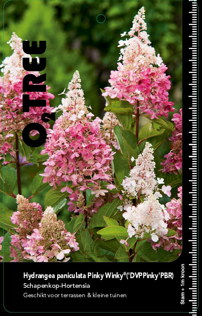 hydrangea-paniculata-pinky-winky-dvppinky-pbr