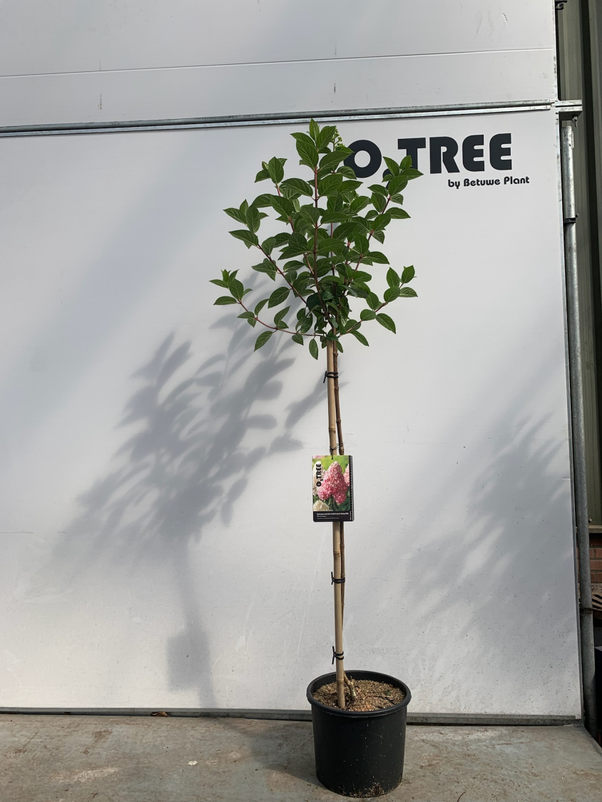 hydrangea-paniculata-sundae-fraise---rensun-pbr--c10-90cm