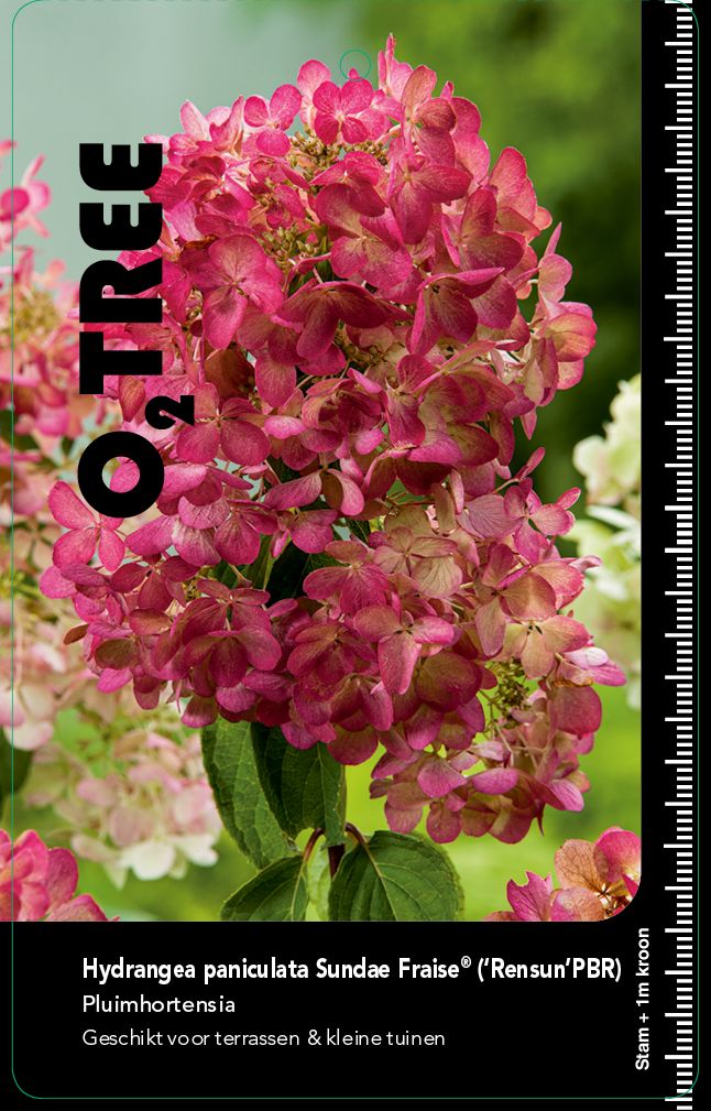 hydrangea-paniculata-sundae-fraise