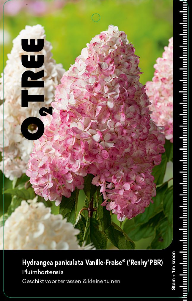 hydrangea-paniculata-vanille-fraise-renhy-pbr