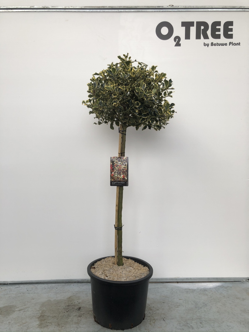 ilex-aquifolium--argentea-marginata--c20-80cm