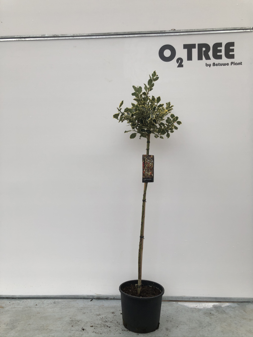 ilex-aquifolium--argentea-marginata-1