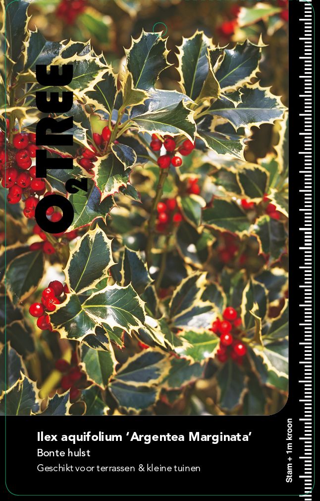 ilex-aquifolium-argentea-marginata