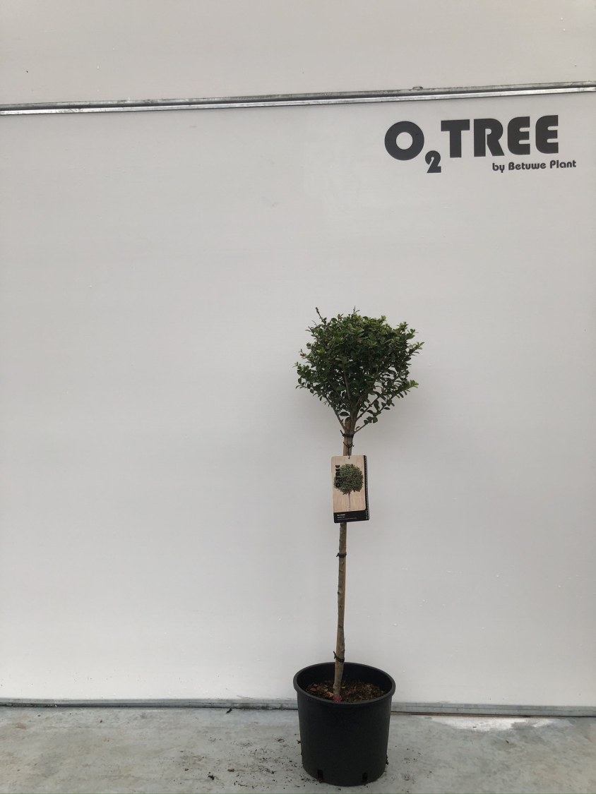 ilex-crenata-c10-70cm