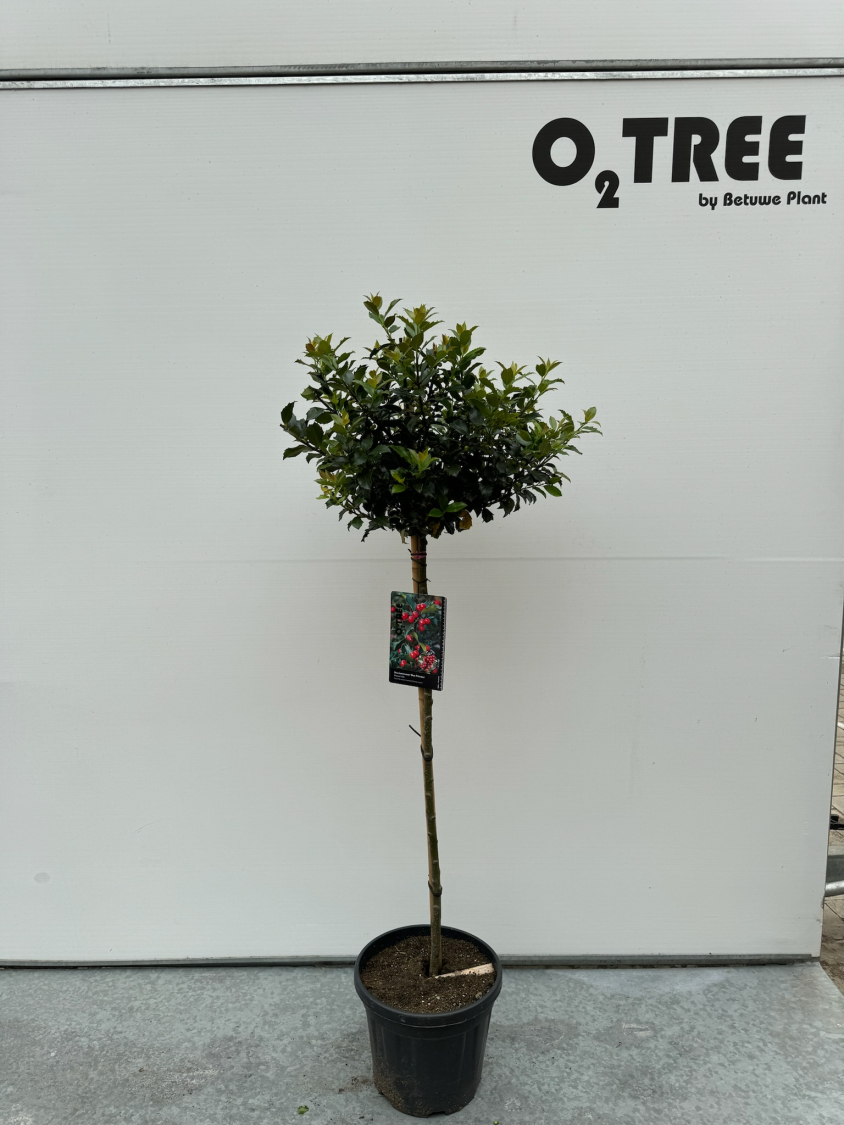 ilex-meserveae--blue-princess--c10-90cm