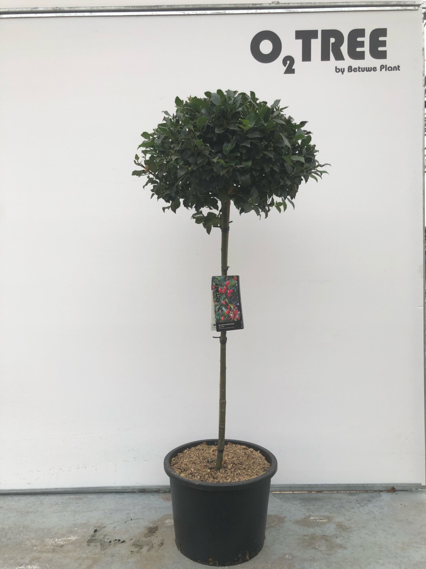 ilex-meserveae--blue-princess--c20-80cm--2-