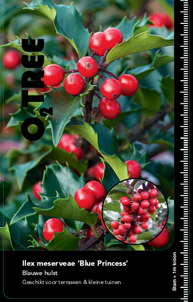 ilex-meserveae-blue-princess