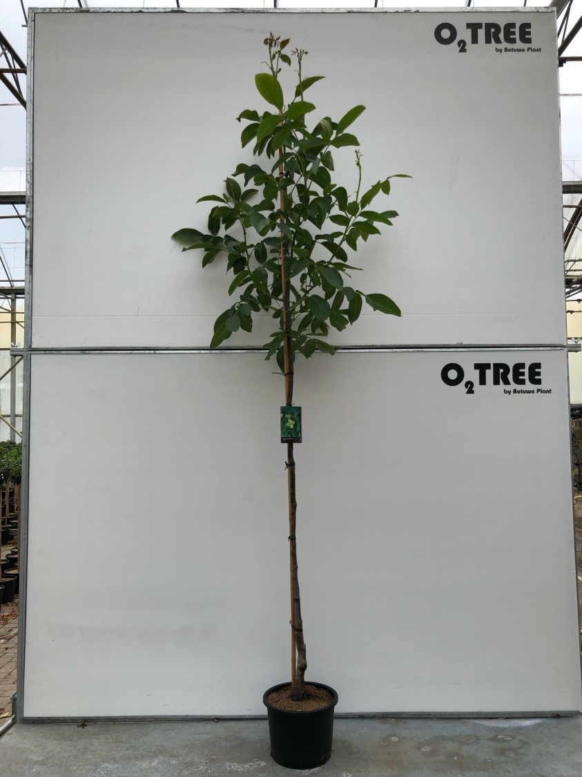 juglans-regia--veredelde-noot---snel-vruchtdragend--c20-6-8-10