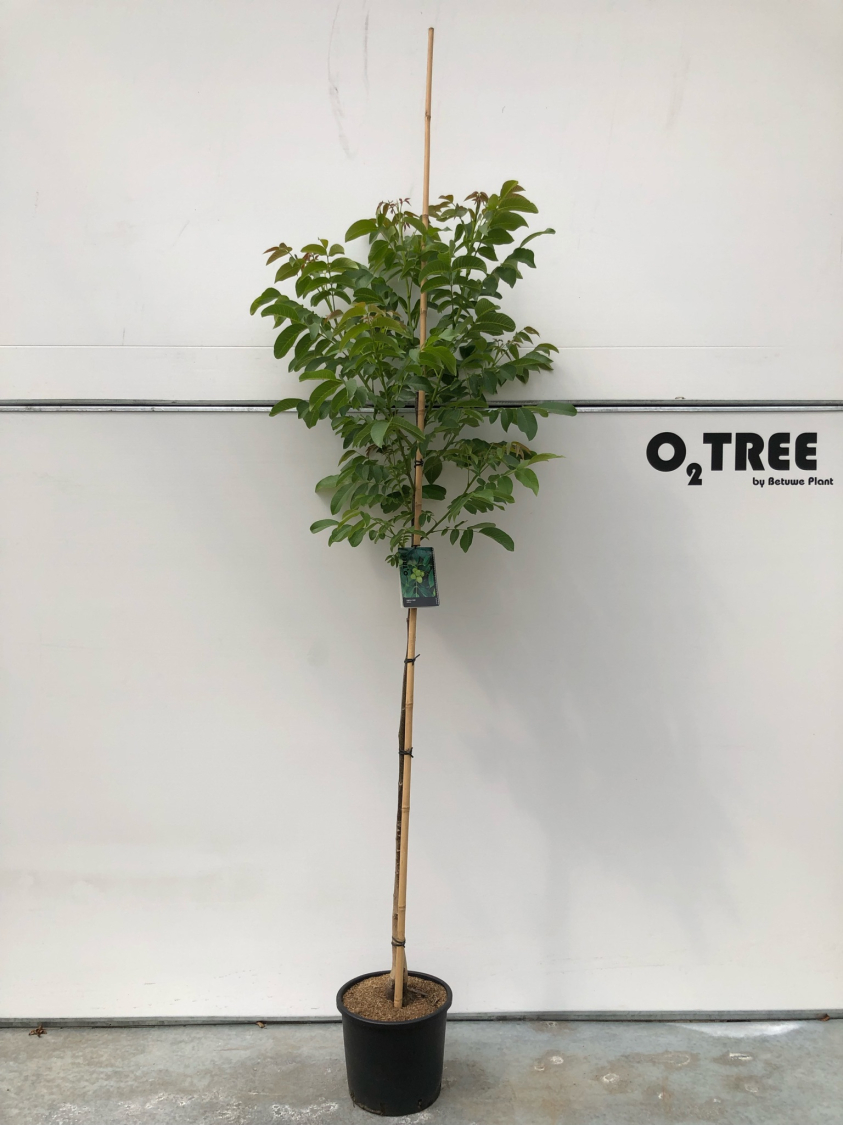 juglans-regia-c20-6-8-10