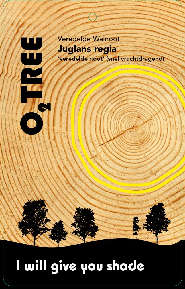 juglans-regia-walnut-thema