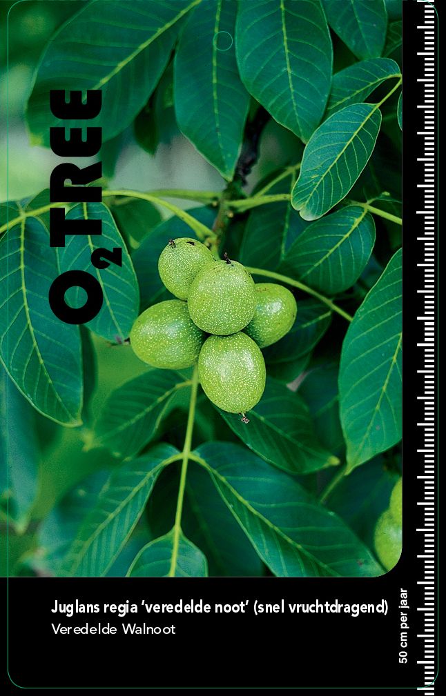 juglans-regia-walnut