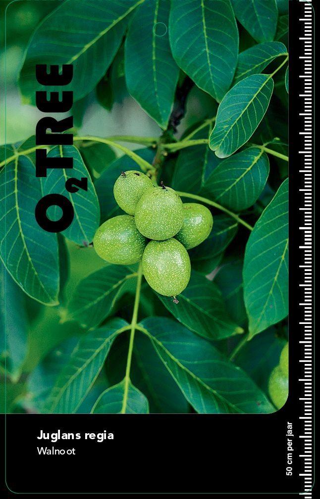 juglans-regia
