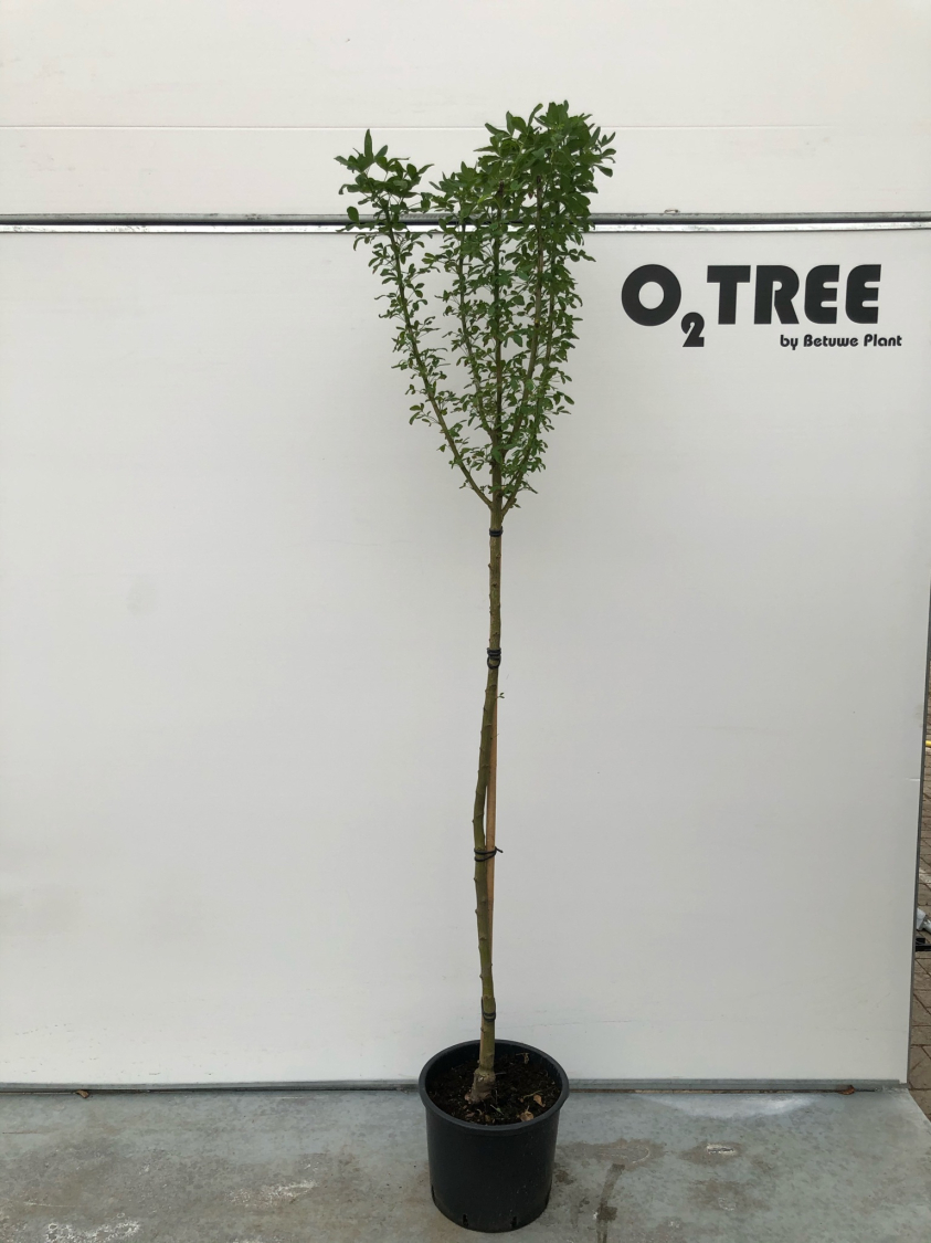 laburnocytisus-adamii-c12-120cm--2-