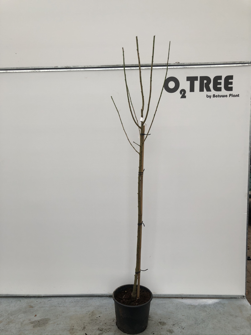 laburnocytisus-adamii-c12-120cm