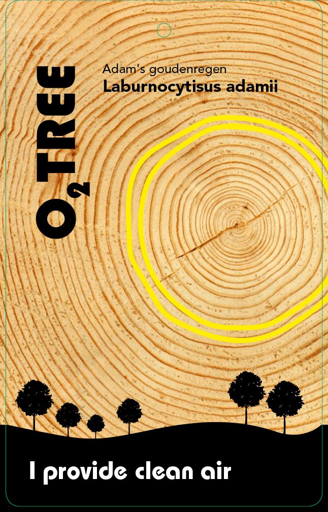 laburnocytisus-adamii-thema