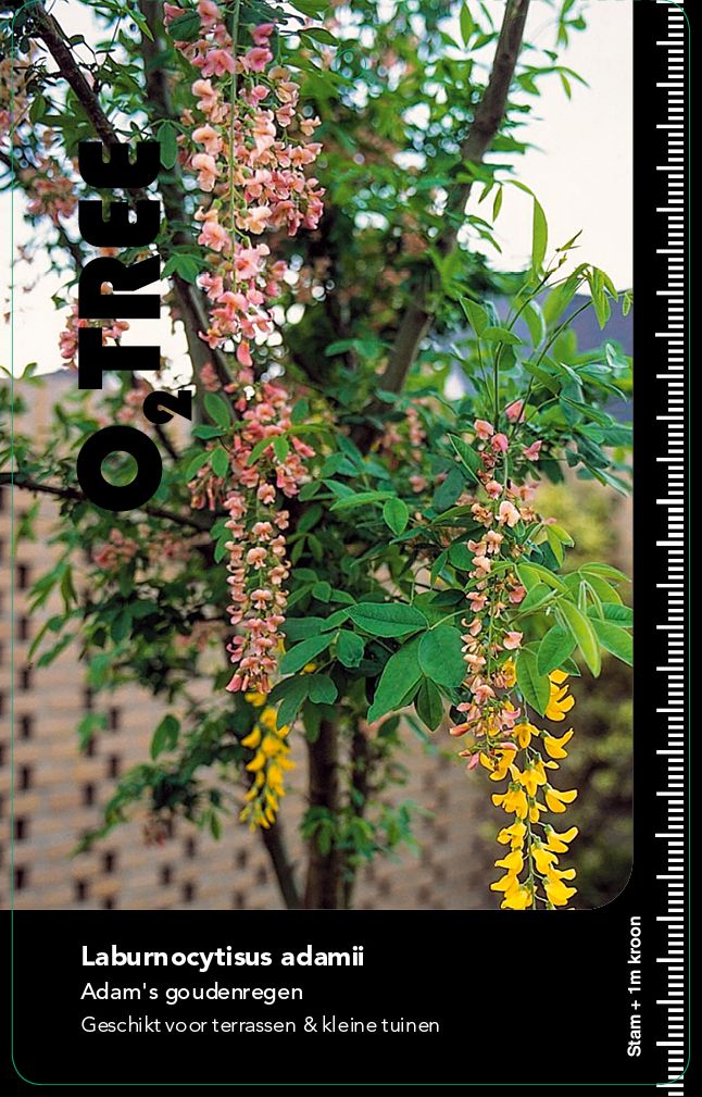 laburnocytisus-adamii