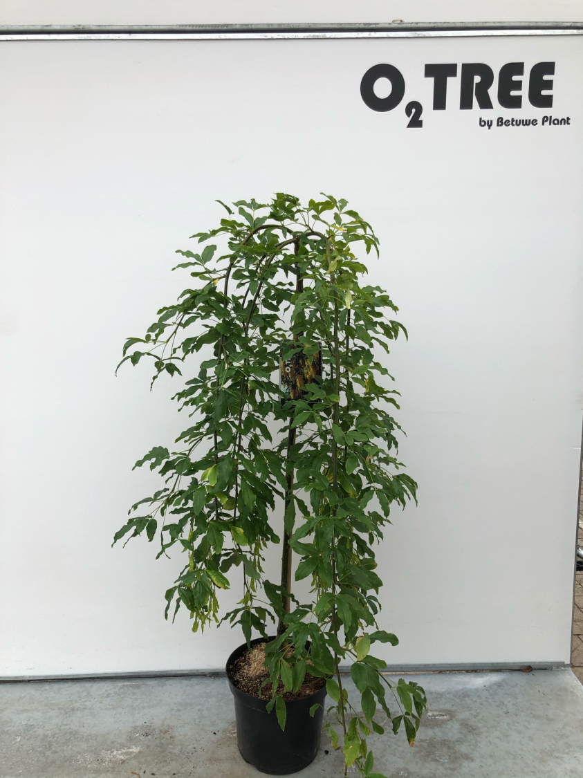 laburnum-alpinum--pendulum--c10-120cm--2-