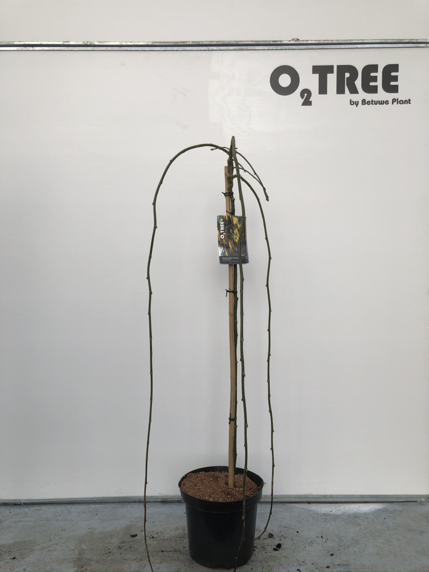 laburnum-alpinum--pendulum--c10-120cm