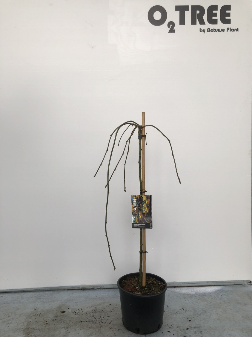 laburnum-alpinum--pendulum--c10-80cm