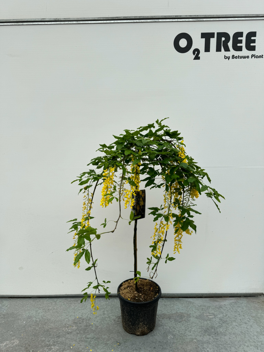 laburnum-alpinum--pendulum--c10-90cm