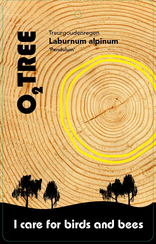 laburnum-alpinum-pendulum-thema
