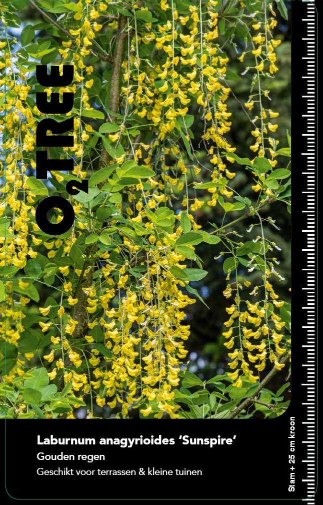 laburnum-sunspire--2-