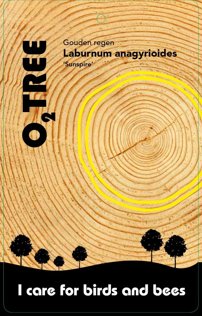 laburnum-sunspire