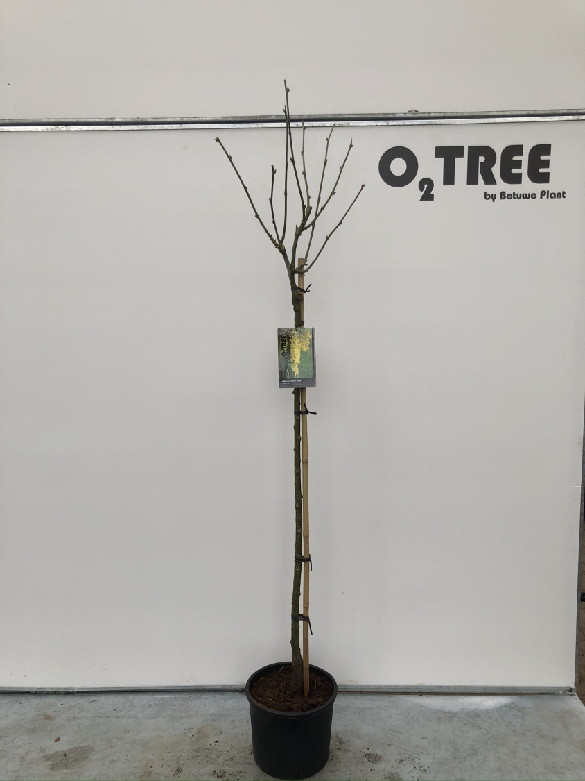 laburnum-watereri--vossii--c10-120cm