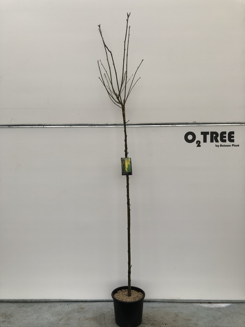 laburnum-watereri--vossii--c15-180cm