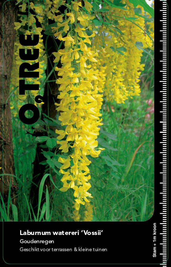 laburnum-watereri-vossii