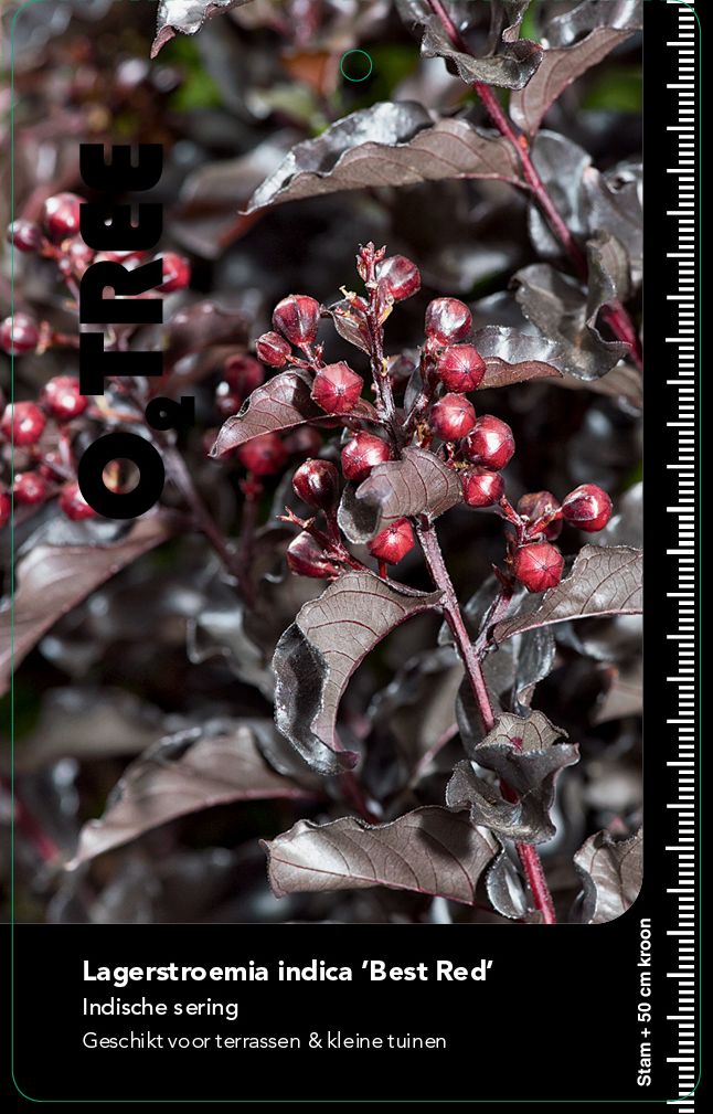 lagerstroemia-indica-best-red
