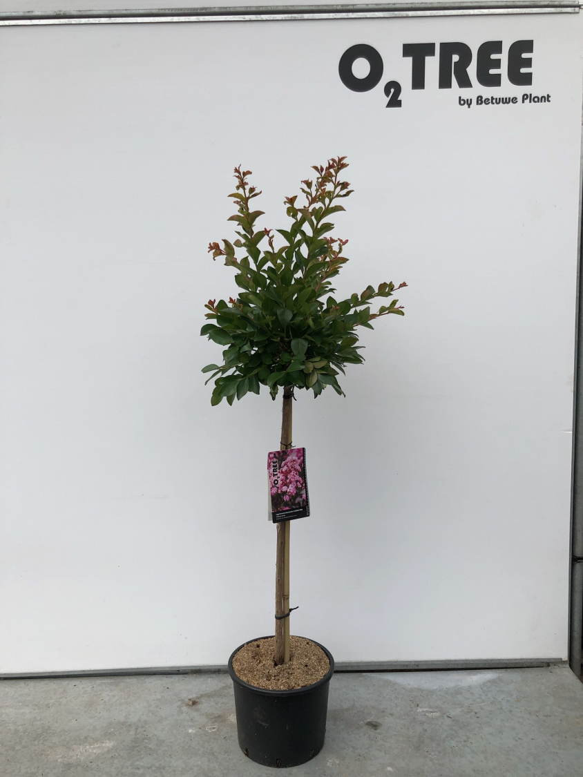 lagerstroemia-indica-eveline---lage001-pbr--c10-80cm--2-